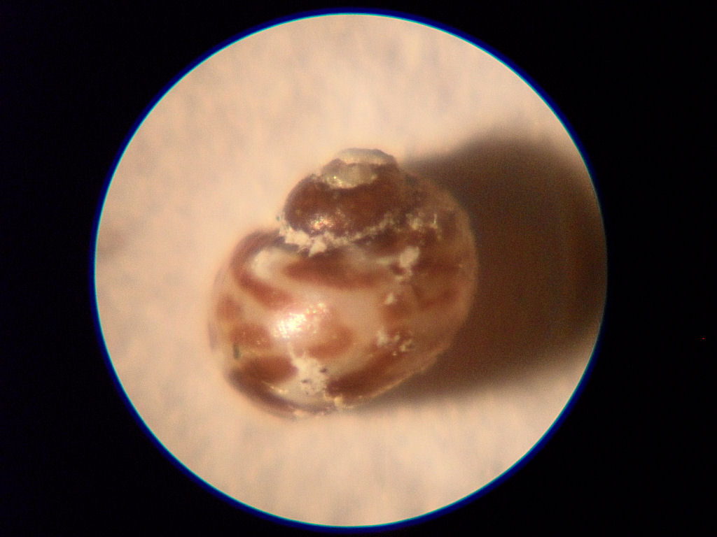 conferma tricolia landinii